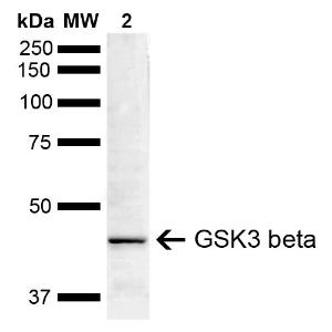 Western blot analysis of mouse brain showing detection of ~46.7 kDa GSK3 beta protein using Anti-GSK3 beta Antibody (A304928) at 1:1000 for 16 hours at 4 °C. Lane 1: Molecular Weight Ladder (MW). Lane 2: mouse brain. Load: 15 µg. Block: 5% Skim Milk in 1X TBST.