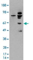 Anti-MDM2 Goat Polyclonal Antibody