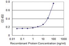 Anti-MRS2 Mouse Monoclonal Antibody [clone: 1E2]