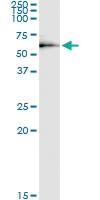 Anti-DEPDC7 Rabbit Polyclonal Antibody