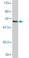 Anti-ASGR2 Mouse Monoclonal Antibody [clone: 1D7]