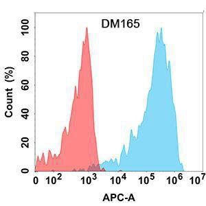 Flow cytometry analysis with Anti-CLEC12A Antibody [DM165] - Azide free (A318544) on Expi293 cells transfected with human CLEC12A (blue histogram) or Expi293 transfected with irrelevant protein (red histogram)