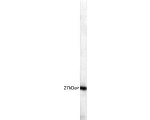 Crude extract of HeLa cells. The antibody recognizes the ~27 kDa protein.