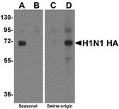 Western blot analysis of Hemaggutinin using recombinant seasonal Hemagglutinin (lanes A & B) and swine-origin Hemagglutinin (lanes C & D) with anti-seasonal Hemagglutinin antibody (5231) at 2 &#956;g/ml (lanes A & C) and anti-swine-origin Hemagglutinin antibody (5233) at 2 &#956;g/ml (lanes B & D).