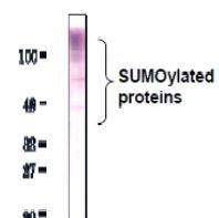 Anti-SUMO2 + SUMO3 Antibod