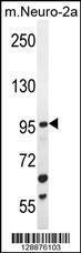 Anti-ZGRF1 Rabbit Polyclonal Antibody (PE (Phycoerythrin))