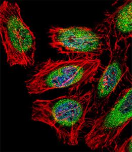 Anti-SP140 Rabbit Polyclonal Antibody