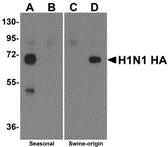 Western blot analysis of Hemaggutinin using recombinant seasonal Hemagglutinin (lanes A & B) and swine-origin Hemagglutinin (lanes C & D) with anti-seasonal Hemagglutinin antibody (5235) at 2 &#956;g/ml (lanes A & C) and anti-swine-origin Hemagglutinin antibody (5237) at 2 &#956;g/ml (lanes B & D).