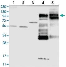 Anti-SYNPO2 Rabbit Polyclonal Antibody