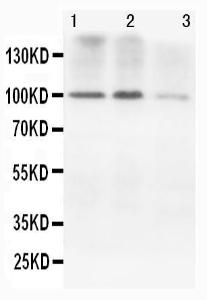 Anti-N-Cadherin Mouse Monoclonal Antibody [clone: NC-17]