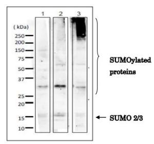 Anti-SUMO2 + SUMO3 Antibod