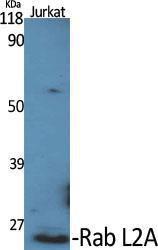 Western blot analysis of various cells using Anti-RABL2A Antibody