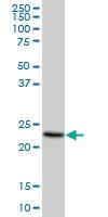 Anti-MS4A4A Mouse Polyclonal Antibody