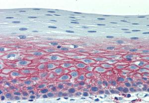 Immunohistochemistry staining of human tonsil (paraffin-embedded sections) with Anti-CD82 Antibody (A86572)