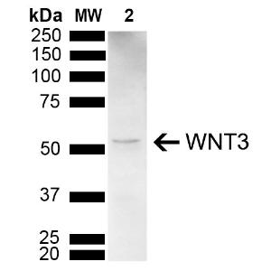 Western blot analysis of mouse brain showing detection of 396 kDa WNT3 protein using Anti-Wnt3 Antibody (A304929) at 1:1,000 for 2 hours at room temperature with shaking Load: 15  µg Block: 5% Skim Milk powder in TBST