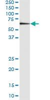 Anti-DEPDC7 Mouse Monoclonal Antibody [clone: 4D9]