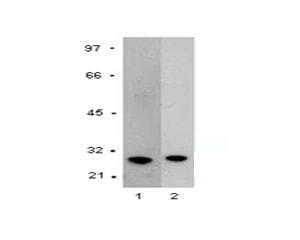 Western Blot analysis of Mouse monoclonal anti-GST tag BSENM-1306-100. Lane 1 contains recombinant GST protein (20 ng). Lane 2 contains 293 cell lysate (20 ug) transfected with a GST expression vector. Size of GST-fusion protein approx. 29 kDa.