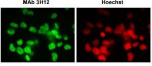 Anti-SUMO2 + SUMO3 Antibod