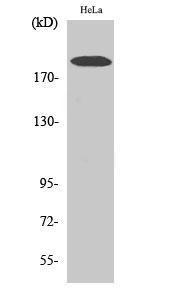 Anti-Collagen V Rabbit Polyclonal Antibody