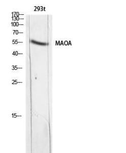 Western blot analysis of 293t lysis using Anti-MAOA Antibody