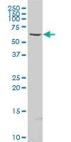 Anti-BBS1 Mouse Polyclonal Antibody