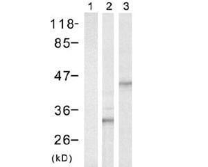 Western Blot analysis of Rabbit polyclonal anti-HIS tag BSENR-1312-100. Lane 1 contains control 293 cells. Lane 2 contains 293 cells transfected with His-tagged S6. Lane 3 contains 293 cells transfected with His-tagged CREB.