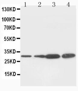 Anti-PCNA Mouse Monoclonal Antibody [clone: IML-83]