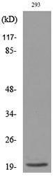 Western blot analysis of lysate from 293 cells using Anti-MANF Antibody