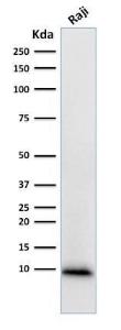 Western blot analysis of human Raji cell lysate using Anti-Ubiquitin Antibody [UBB/1748]