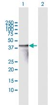 Anti-TNNT3 Mouse Polyclonal Antibody