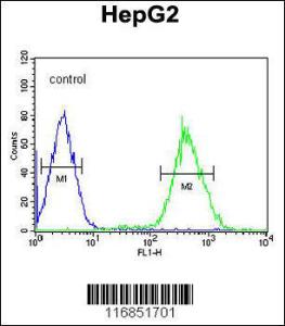 Anti-FOXP3 Rabbit Polyclonal Antibody (HRP (Horseradish Peroxidase))