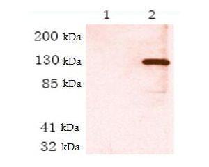 Western Blot analysis of Mouse monoclonal anti-V5 tag BSENM-1317-100 in untransfected 293 cells (Lane 1) and 293 cells transfected with lacZ-V5 tagged protein (Lane 2).