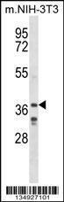 Anti-LHX6 Rabbit Polyclonal Antibody (HRP (Horseradish Peroxidase))