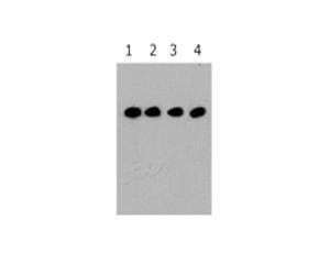 Western Blot analysis of 293 cells transfected with D-tagged vectors and with differing concentrations of the anti-D tag BSENM-1301-100. Lane 1 contains the highest concentration (0.5mg/ml) and Lane 4 contains the lowest (0.1µg/ml).