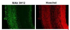 Anti-SUMO2 + SUMO3 Antibod