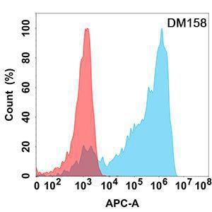 Flow cytometry analysis with Anti-Axl Antibody [DM158] - Azide free (A318550) on Expi293 cells transfected with human AXL (blue histogram) or Expi293 transfected with irrelevant protein (red histogram)