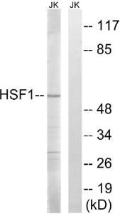 Western blot analysis of lysates from Jurkat cells using Anti-HSF1 Antibody. The right hand lane represents a negative control, where the antibody is blocked by the immunising peptide