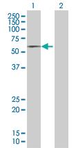 Anti-DOK1 Mouse Polyclonal Antibody