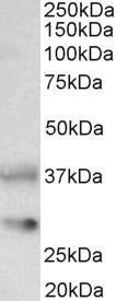 Anti-Clu Antibody (A84594) (0.1 µg/ml) staining of Rat Brain lysate (35 µg protein in RIPA buffer). Primary incubation was 1 hour. Detected by chemiluminescence