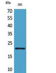 Western blot analysis of 293 cells using Anti-MANF Antibody