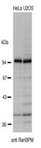 Anti-RanBP9 Rabbit Polyclonal Antibody