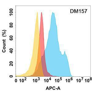 MICA protein is highly expressed on the surface of Expi293 cell membrane