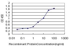 Anti-HNMT Mouse Monoclonal Antibody [clone: 3G12]