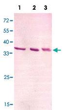 Anti-ACTB Rabbit Polyclonal Antibody