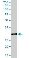 Anti-TNFRSF14 Goat Polyclonal Antibody