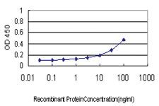 Anti-CPNE1 Mouse Monoclonal Antibody [clone: 8B8]