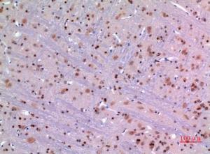 Immunohistochemical analysis of paraffin-embedded rat brain using Anti-MANF Antibody