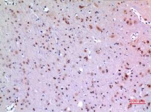 Immunohistochemical analysis of paraffin-embedded rat brain using Anti-MANF Antibody