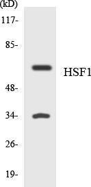 Western blot analysis of the lysates from K562 cells using Anti-HSF1 Antibody