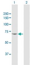 Anti-NPLOC4 (nuclear Protein localization 4 homolog (S. cerevisiae)) Rabbit Polyclonal Antibody